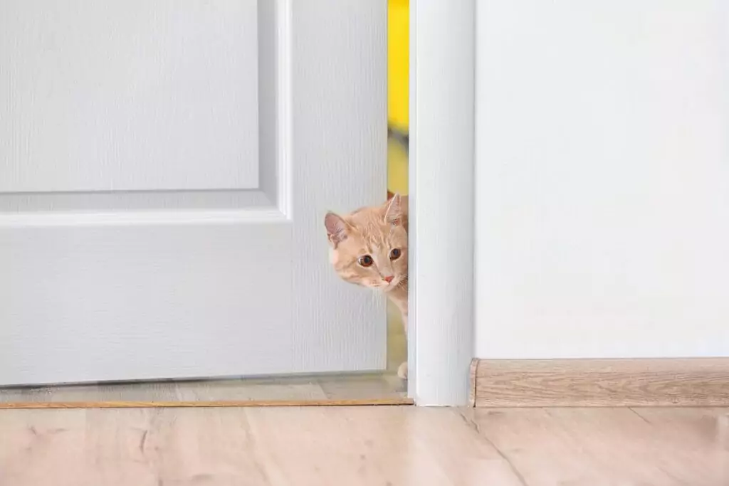 Kleine Katze geht durch Wohnungstür